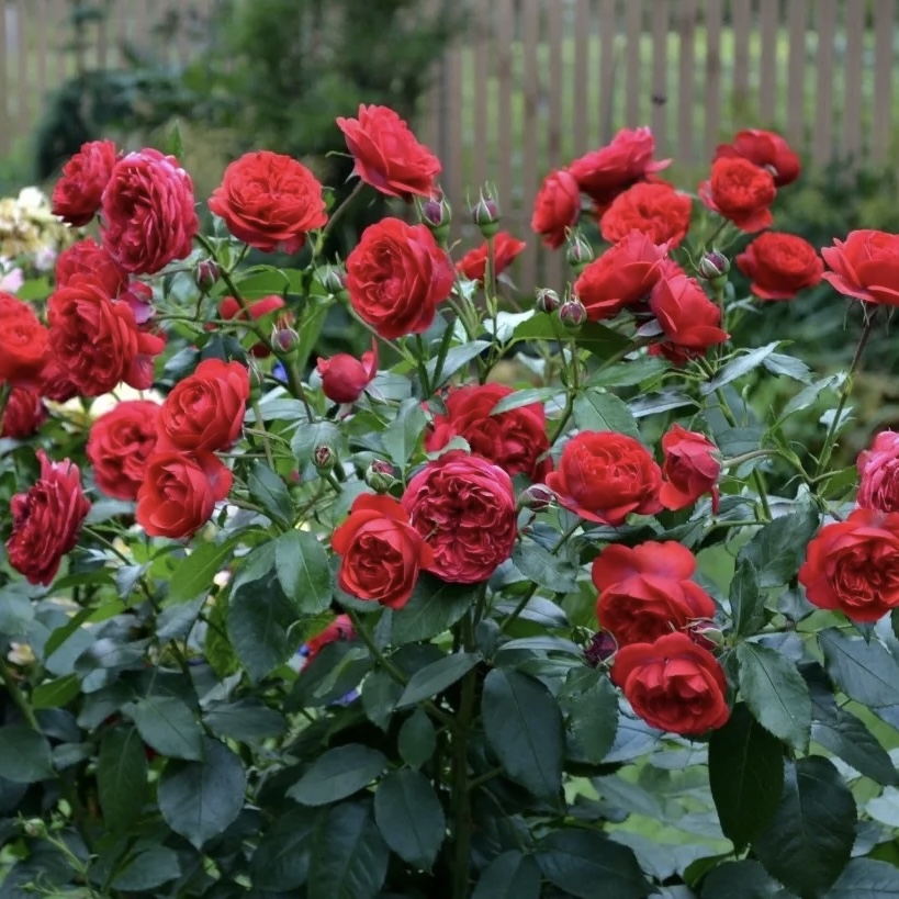 Аут оф Розенхайм (Out of Rosenheim) в Махачкале