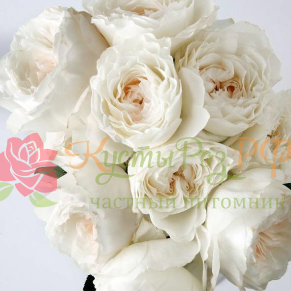 Вайт Клауд (White Cloud) в Махачкале