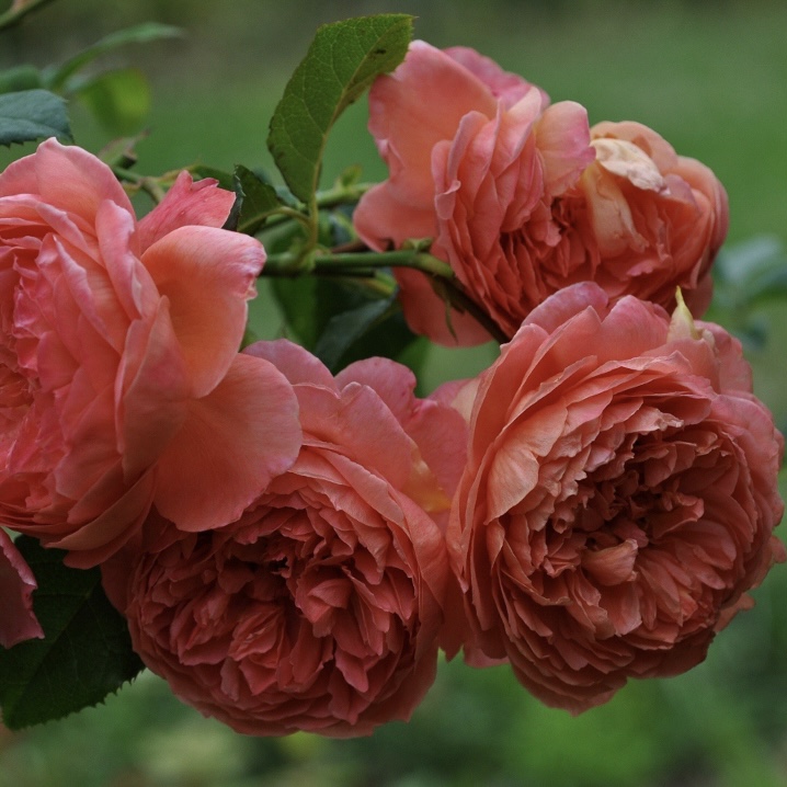 Саммер Сонг в Махачкале