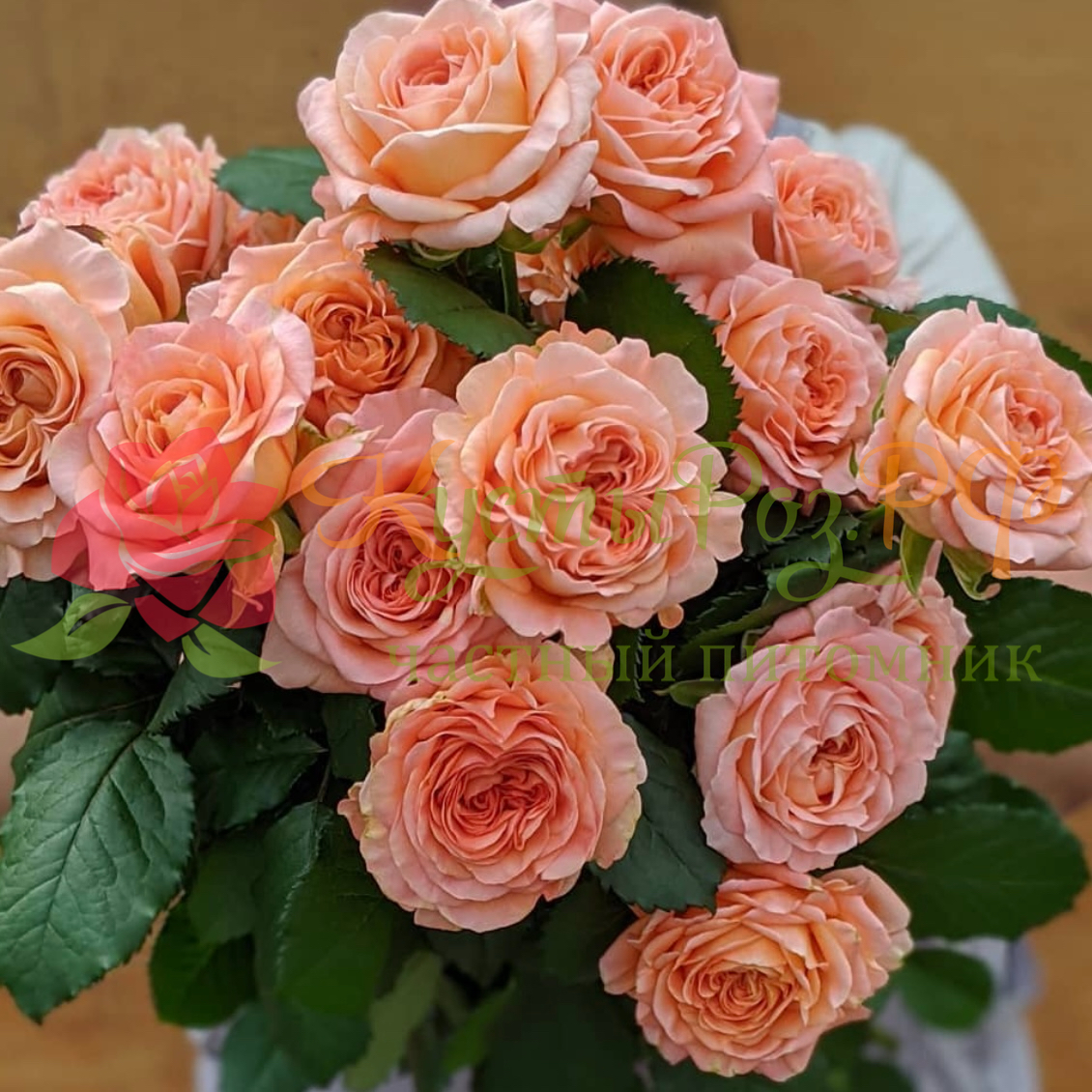 Априкот Лейс (Apricot Lace) в Махачкале