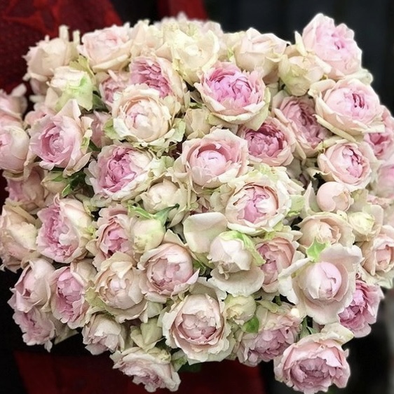 Кэнди Флоу в Махачкале