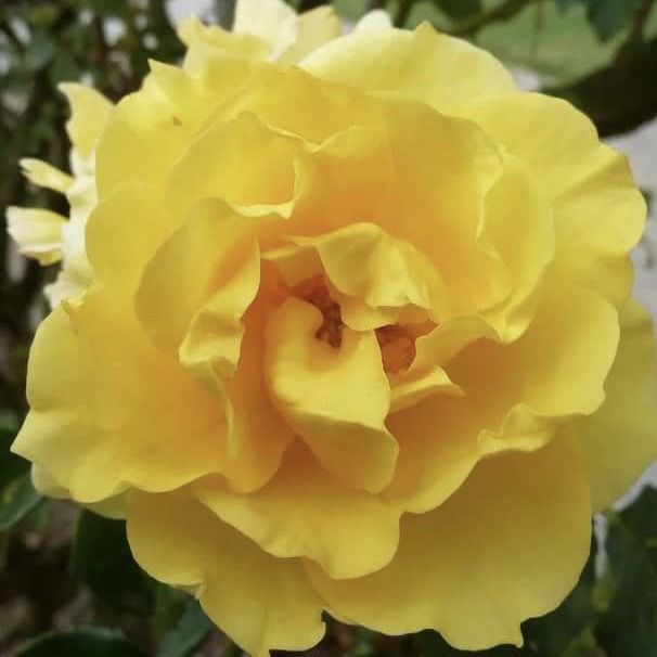 Голдштерн (Goldstern ) в Махачкале