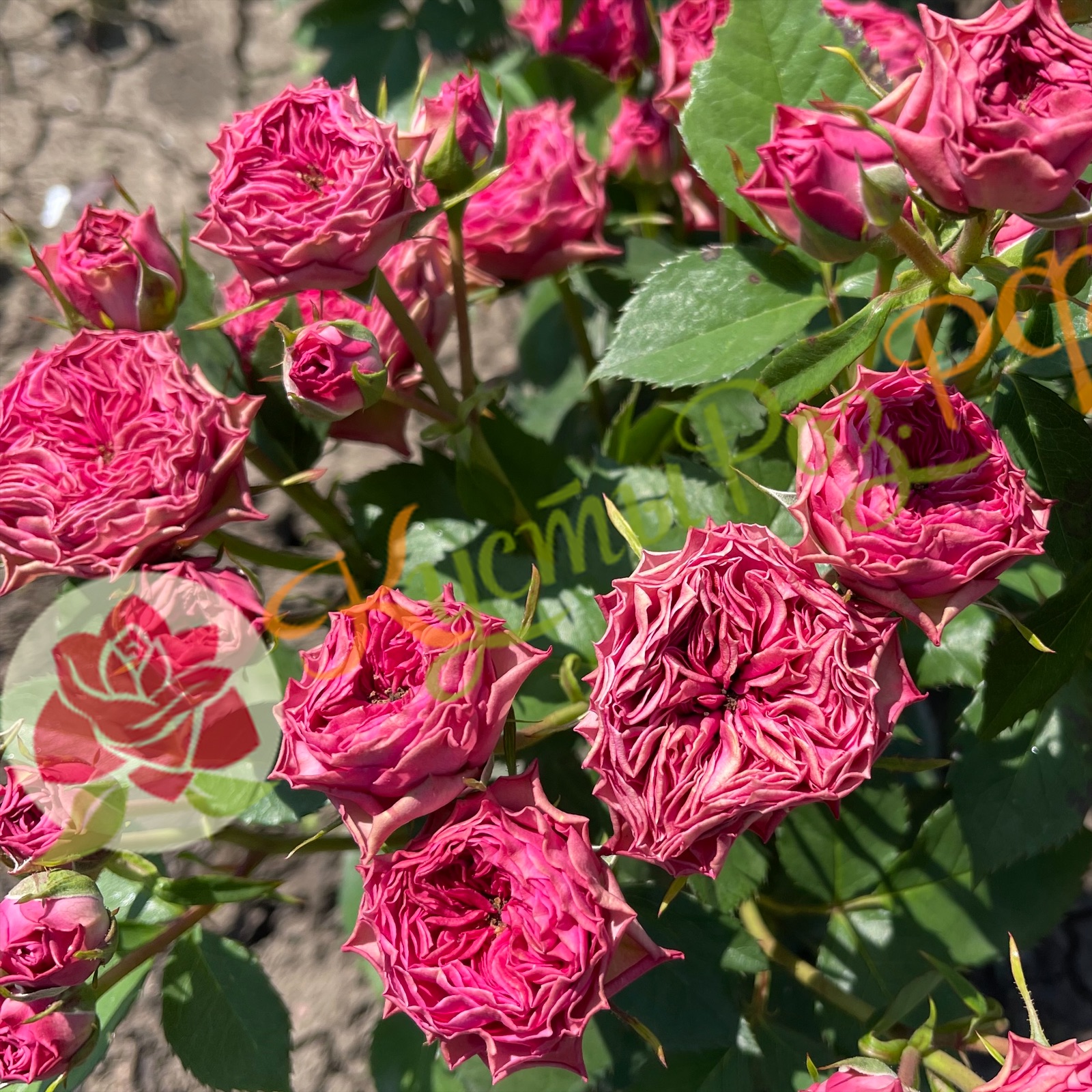 Бабушка Джози (Grandma’s Finest Josy) в Махачкале