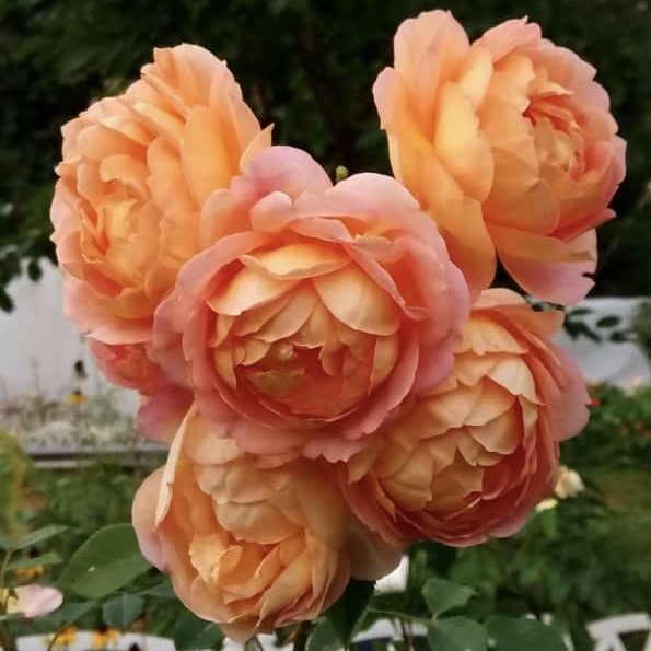 Леди оф Шалотт (Lady of Shalott) в Махачкале