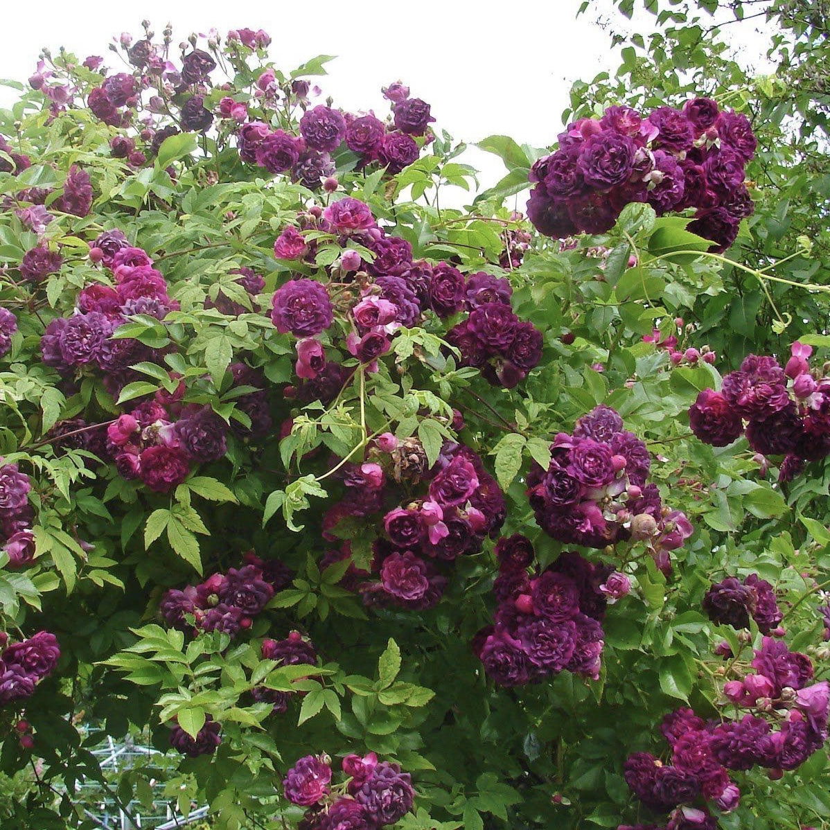 Блю Маджента в Махачкале