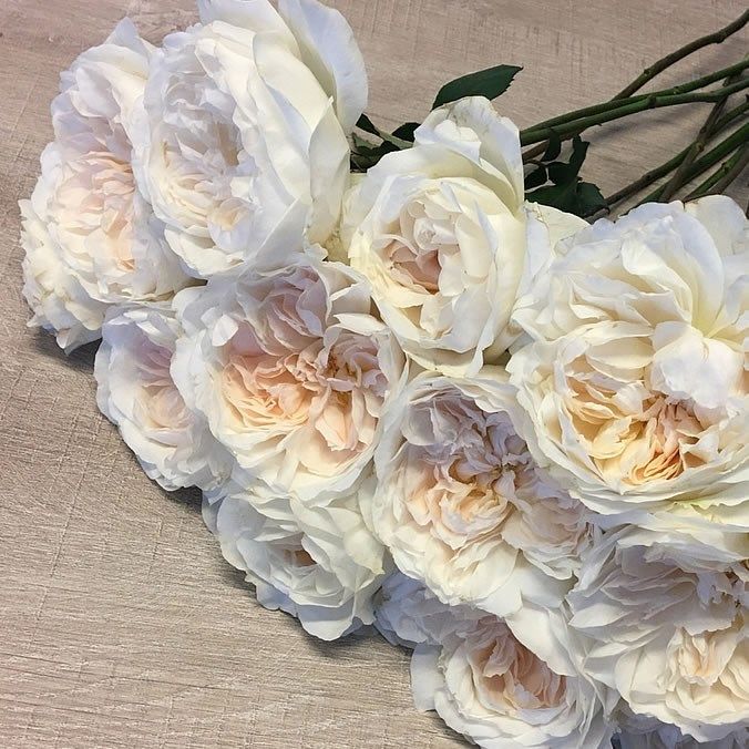 Пьюрити в Махачкале