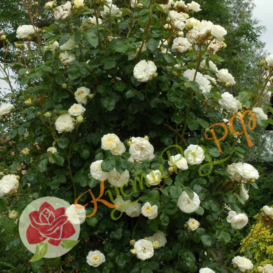 Кларенс Хаус (Clarence House) в Махачкале