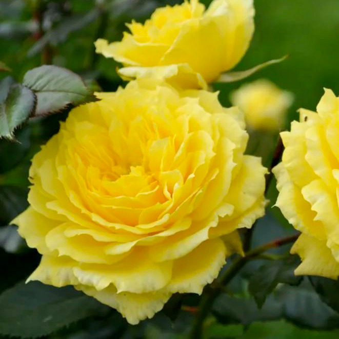 Чайна Гёрл (China Girl) в Махачкале