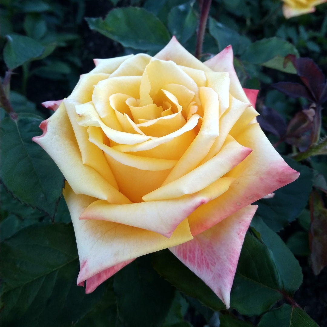 Мохана в Махачкале