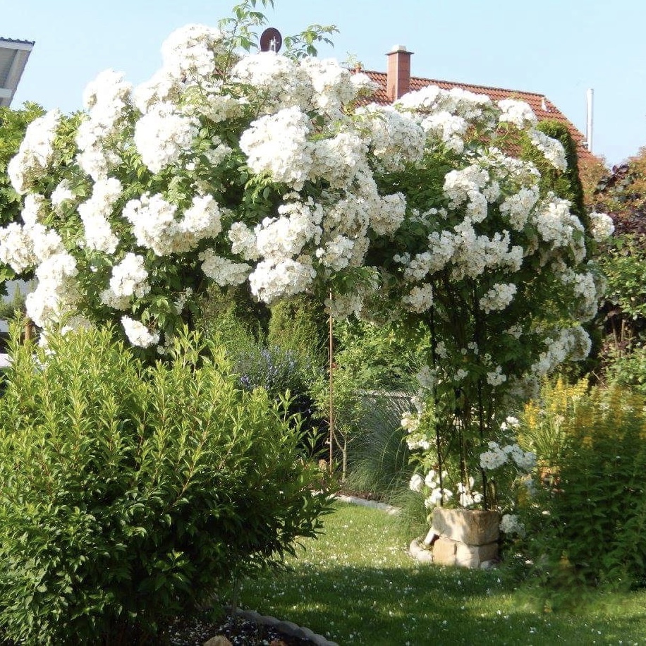 Бобби Джеймс в Махачкале