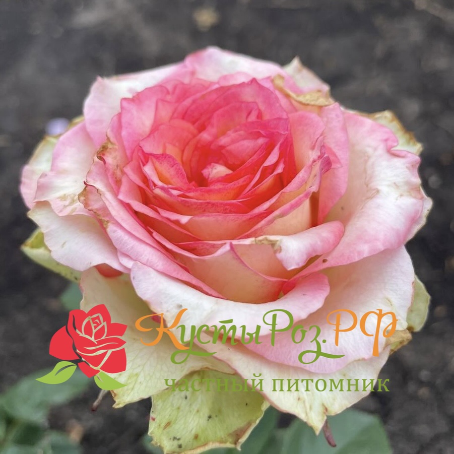 Остров Карибия (Island Caribia) в Махачкале