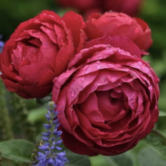 Аскот (Ascot ) в Махачкале