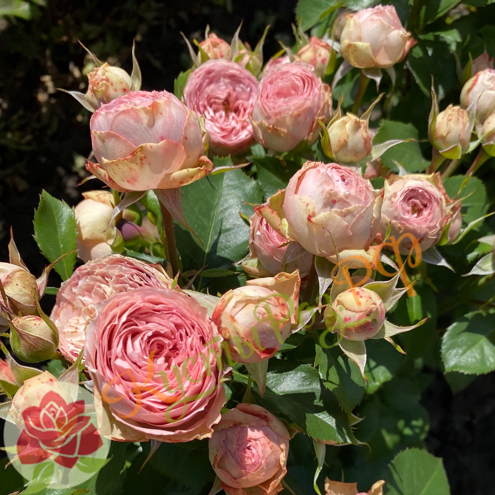 Нюд Лейс (Nude Lace) в Махачкале