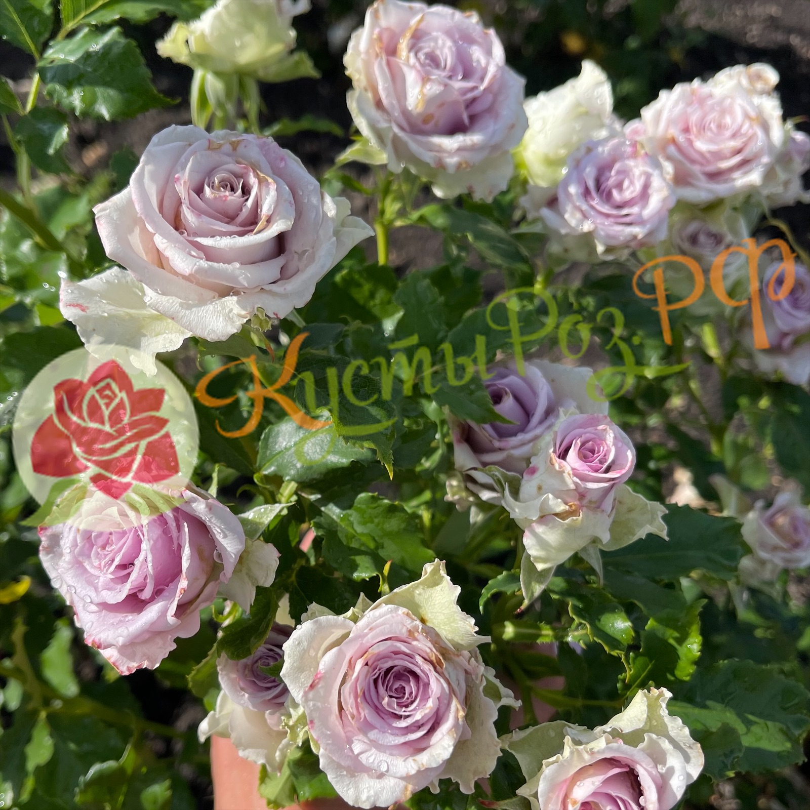 Найтингейл (Nightingale) в Махачкале