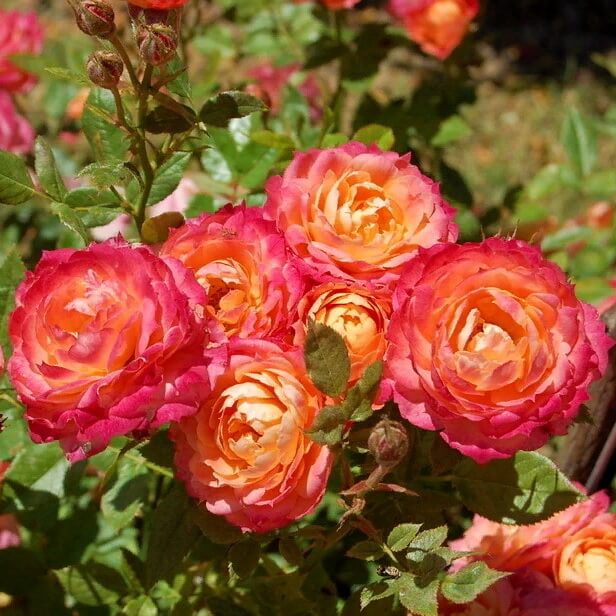 Бриоза в Махачкале