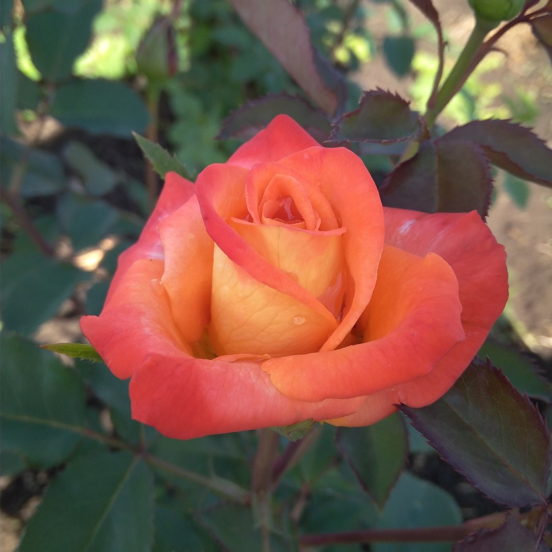 Тропикана (Tropicana) в Махачкале