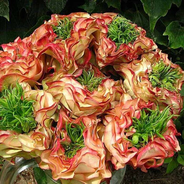 Мата Хари в Махачкале