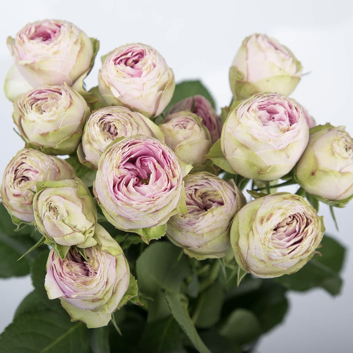 Пинк Лейс в Махачкале