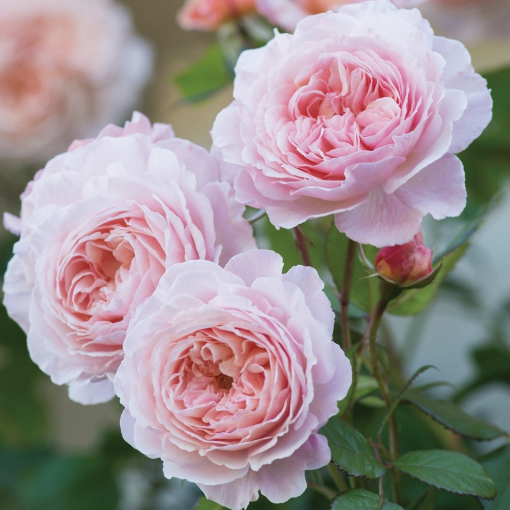 Э Шропшир Лэд  (A Shropshire Lad) в Махачкале