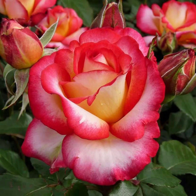 Лео Ферре (Leo Ferre) в Махачкале