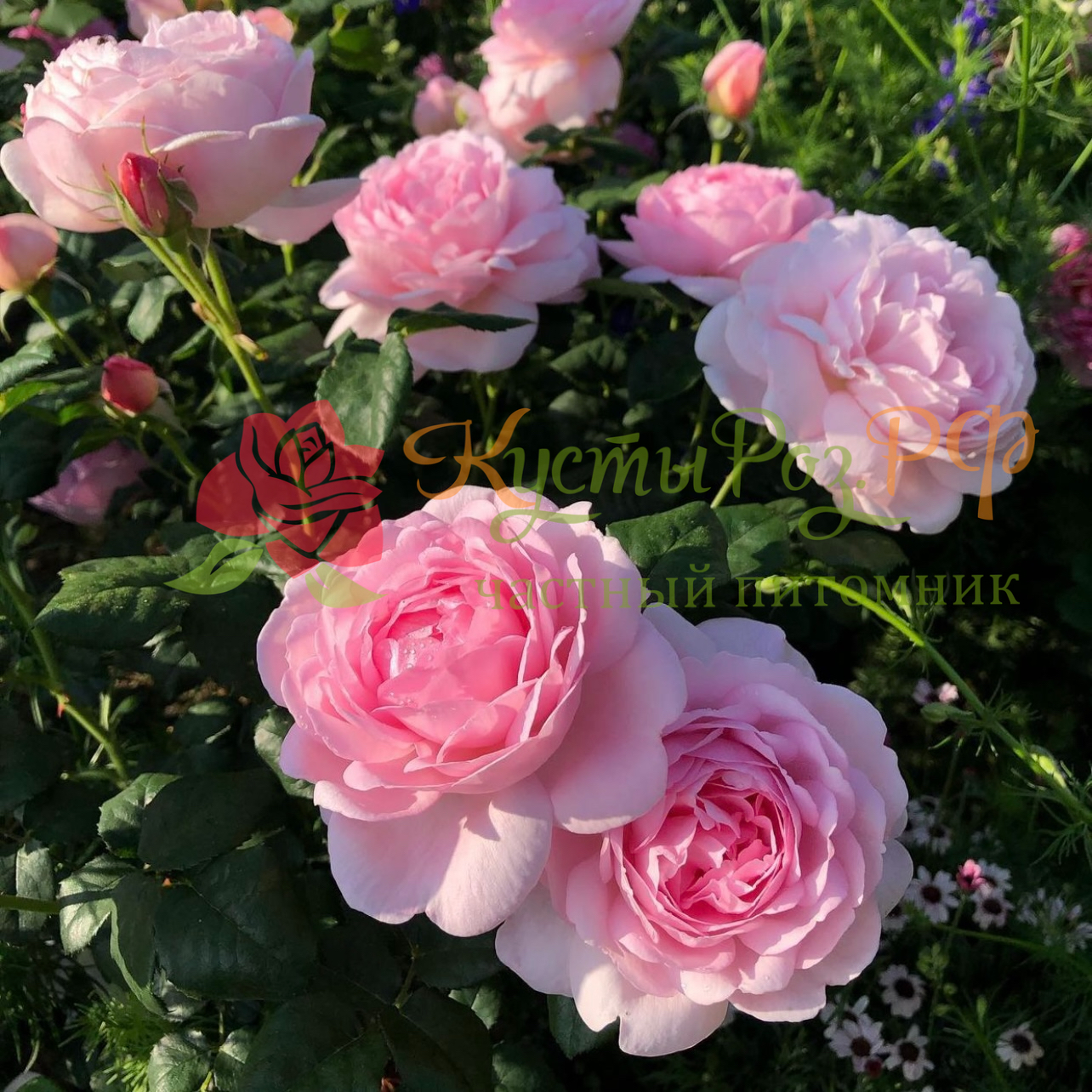 Септё д'айл (Scepter'd Isle) в Махачкале