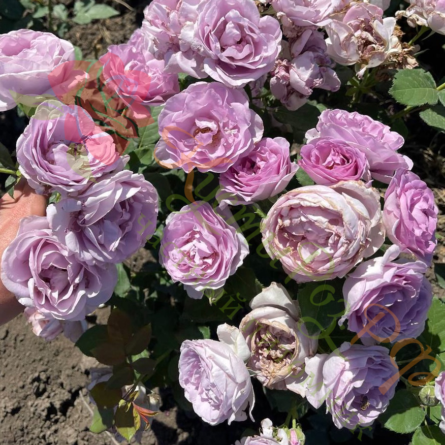 Голубой Шторм (Blue Storm) в Махачкале