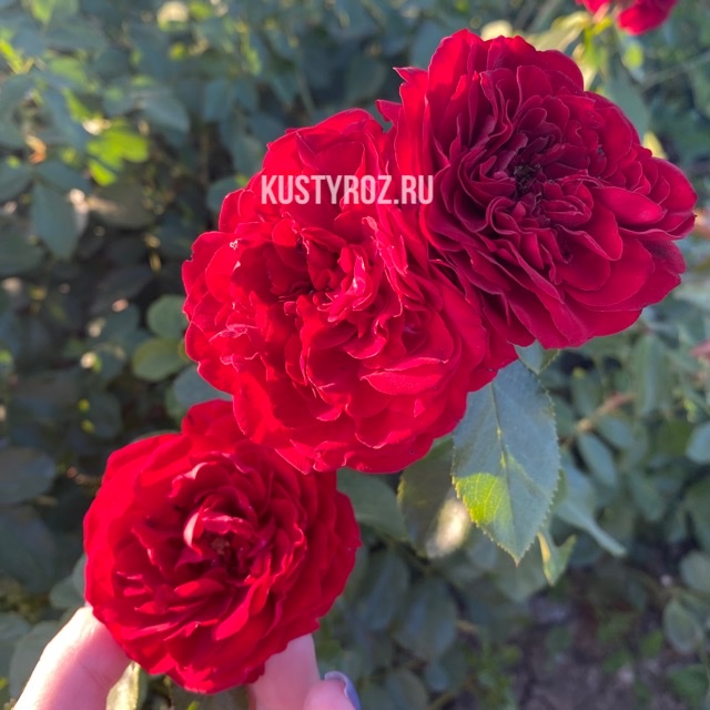 Крайслер империал (Chrysler Imperial) в Махачкале