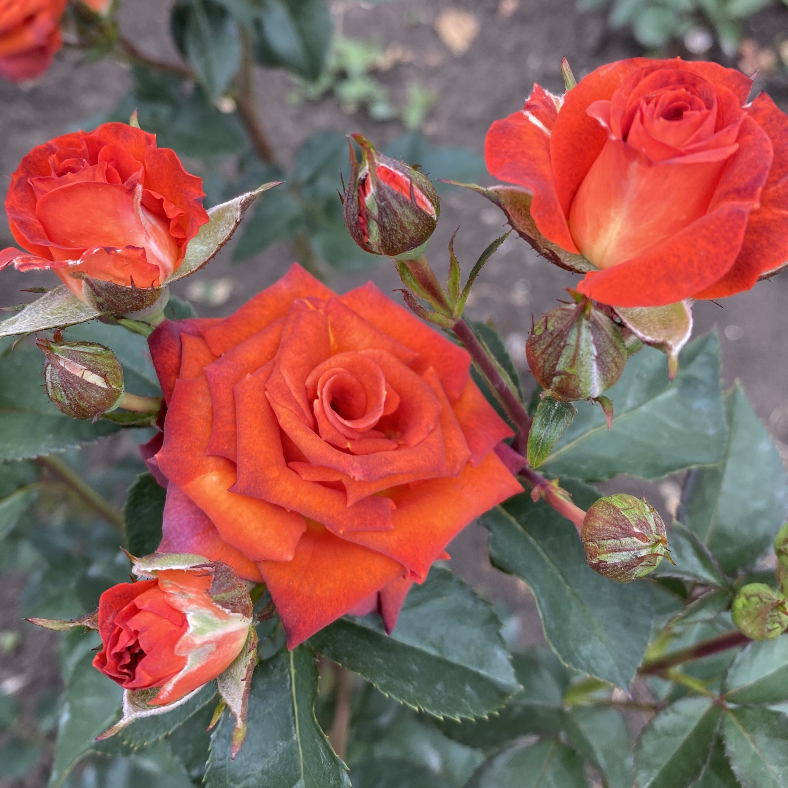 Чокочино (Chococcino) в Махачкале