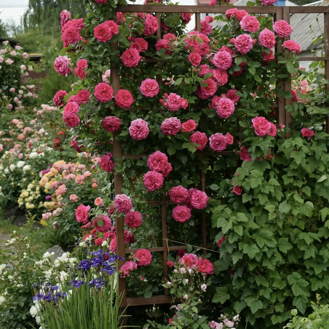 Маритим (Maritim) в Махачкале