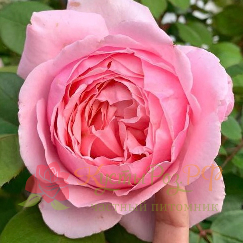 Бразе Кедфайл (Brother Cadfael) в Махачкале