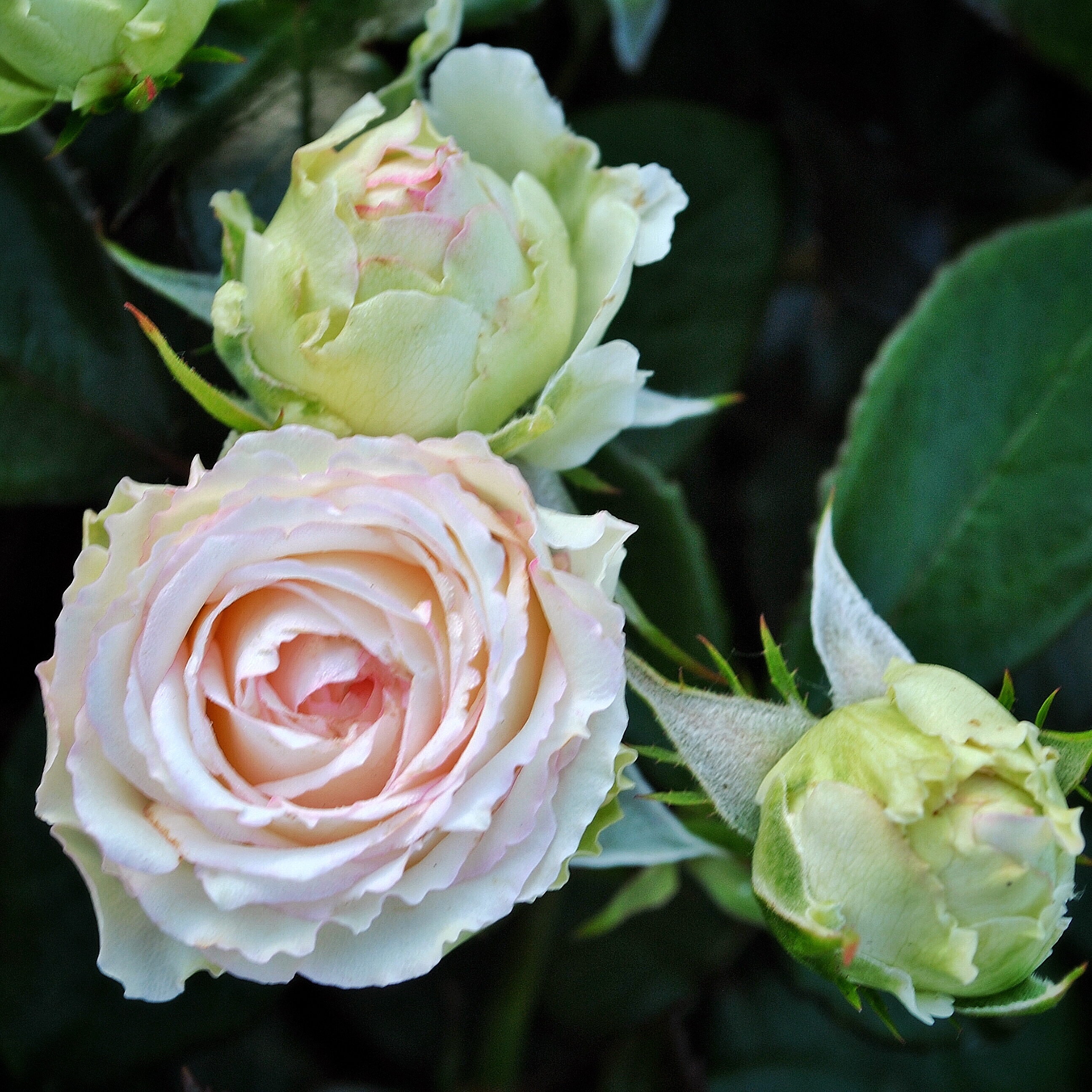 Бидермайер (Biedermeier) в Махачкале