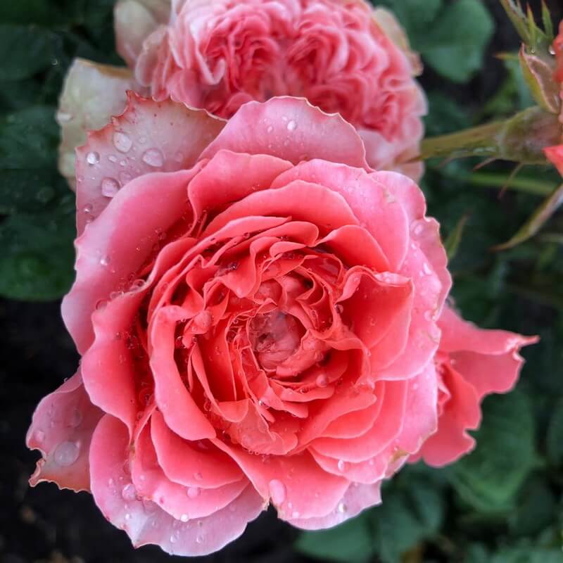 Корал Жели в Махачкале