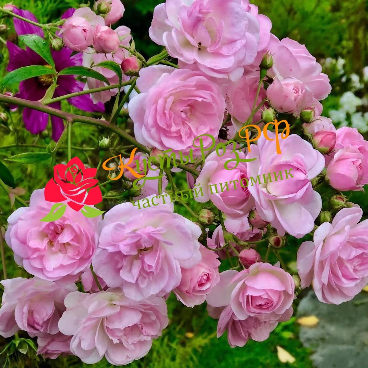 Розенхольм (Rosenholm) в Махачкале