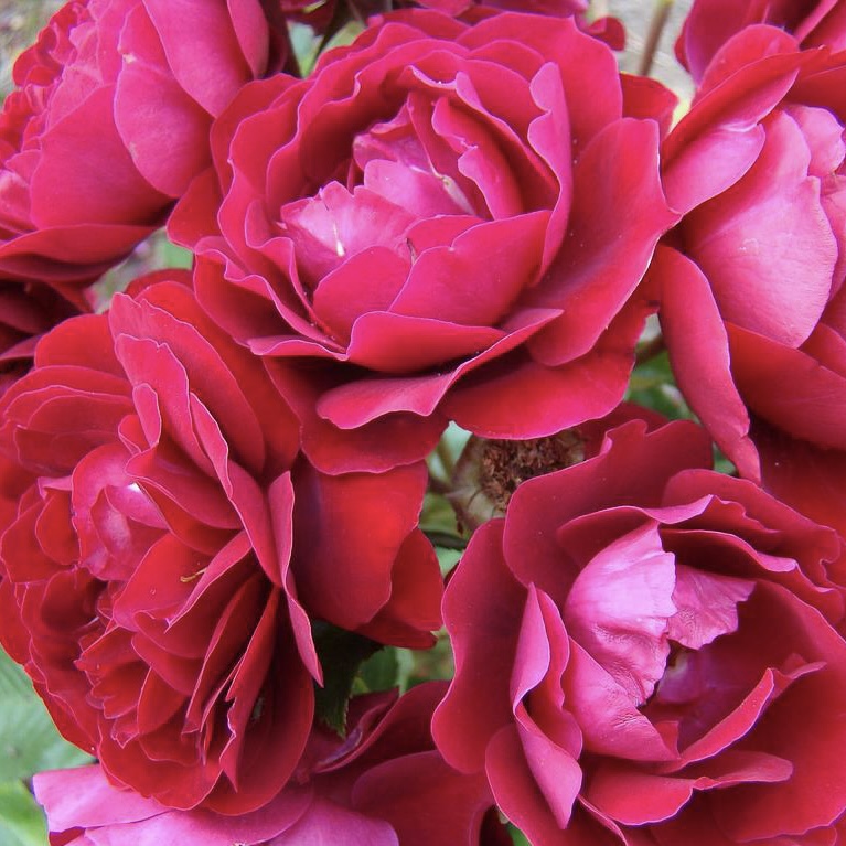 Ред Абунданс (Red Abundance) в Махачкале