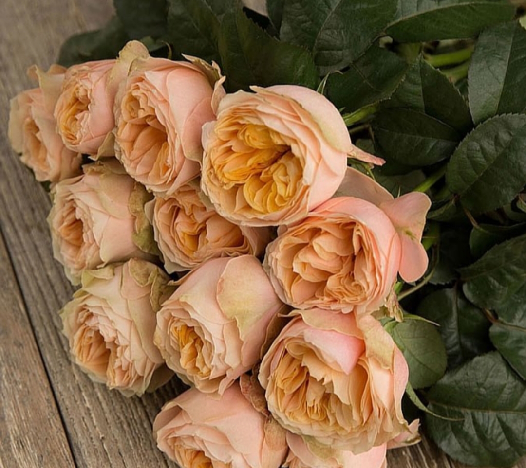 Свит Вувузела (Vuvuzela Sweet) в Махачкале