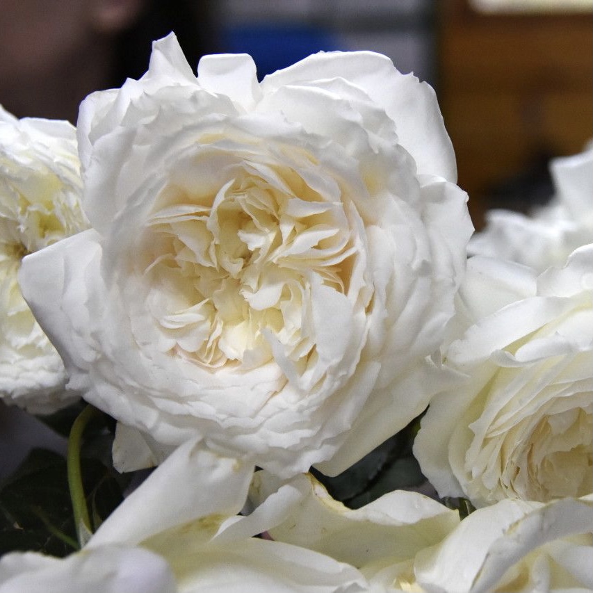 Шилаби в Махачкале