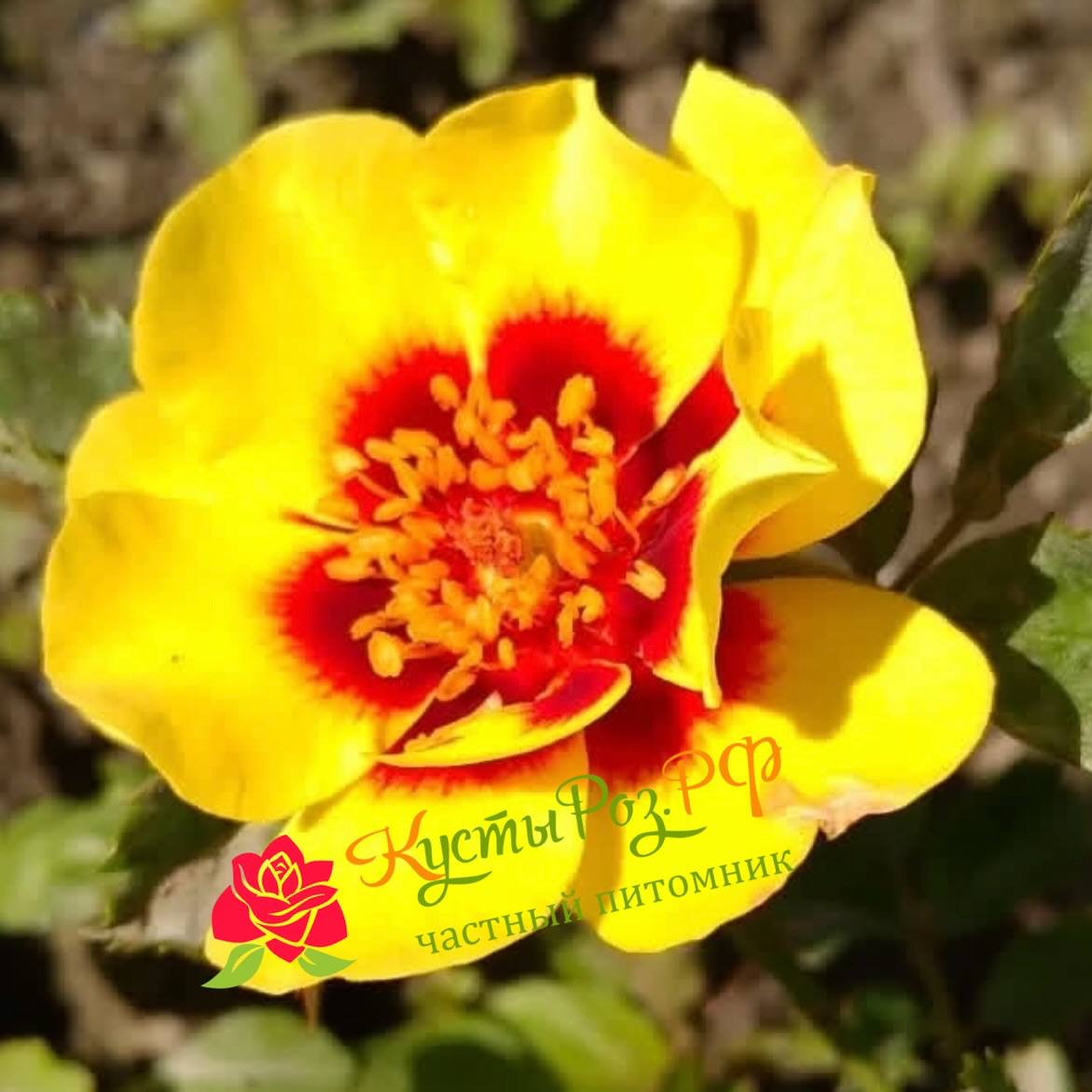 Сансет Бебилон Айс (Sunset Babylon Eyes) в Махачкале