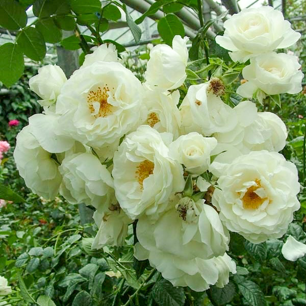 Вайсе Вольке в Махачкале