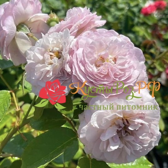 Флоранс Делатре (Florence Delattre) в Махачкале