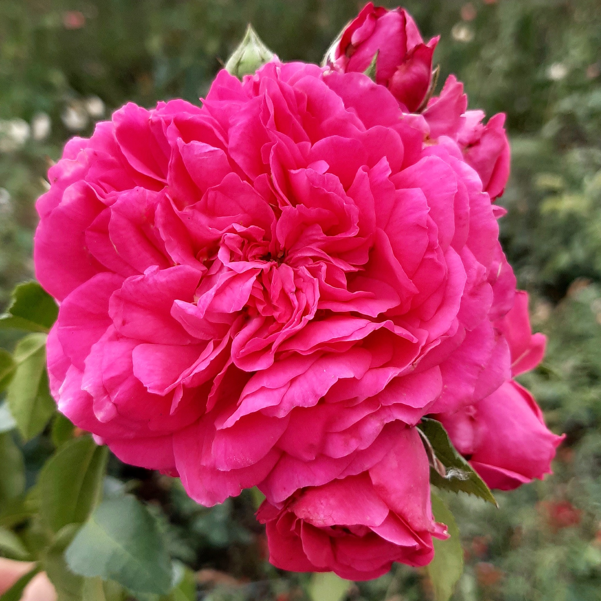 Лагуна (Laguna ) в Махачкале