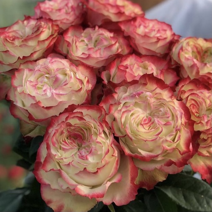 Эппл Джек в Махачкале