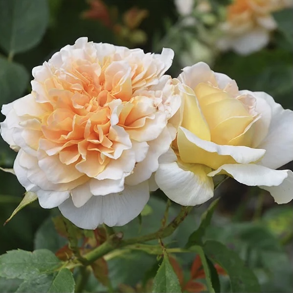 Ти Клиппер в Махачкале