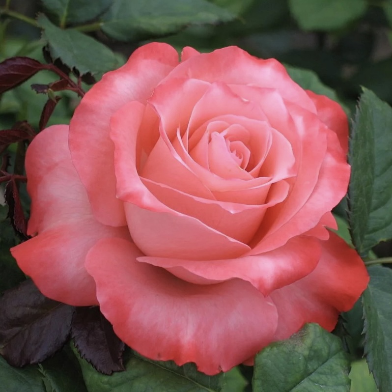 Нобилис ( Nabila) в Махачкале