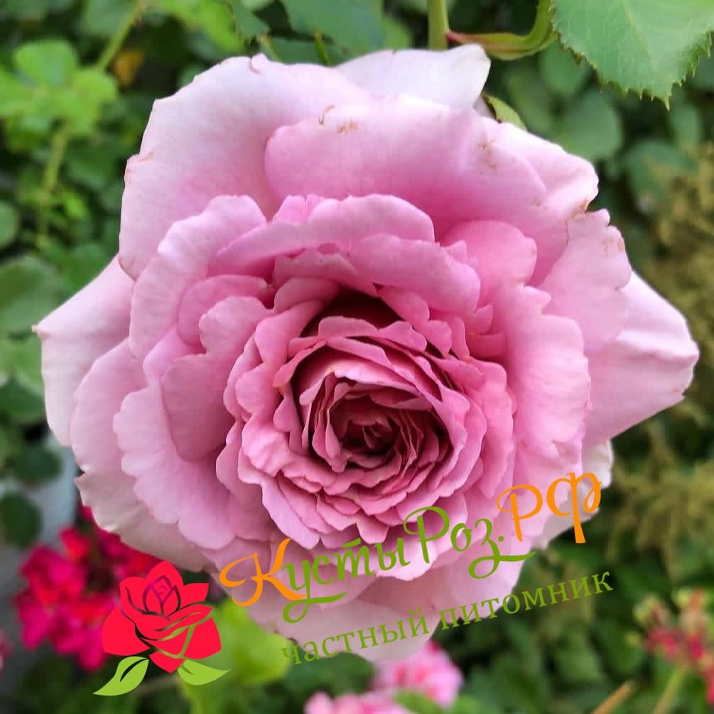 Мамитален (Mamiethalene) в Махачкале