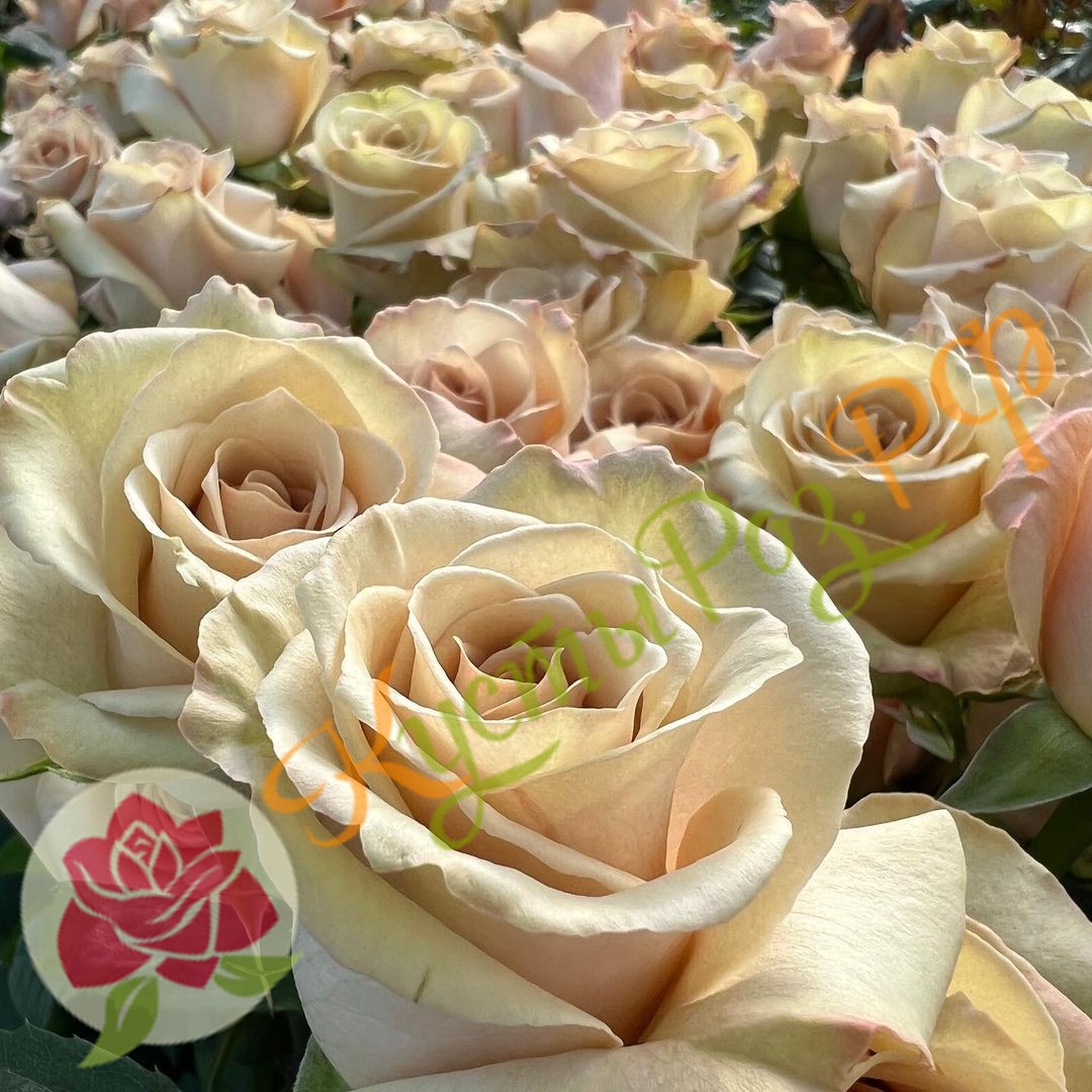 Брют (Brut) в Махачкале