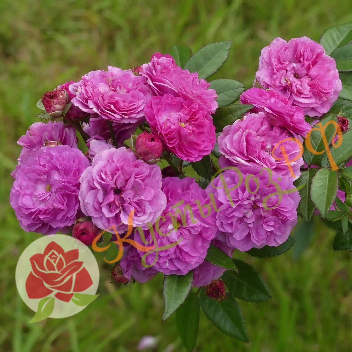 Аллевия (Allevia) в Махачкале