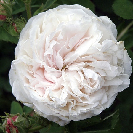 Бланш Флёр в Махачкале