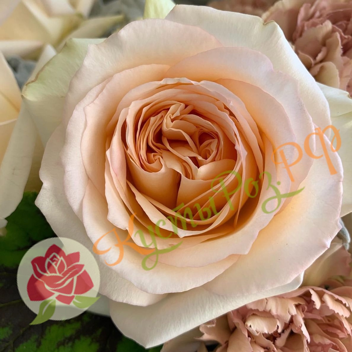 Принцесса Майя (Princess Maya) в Махачкале