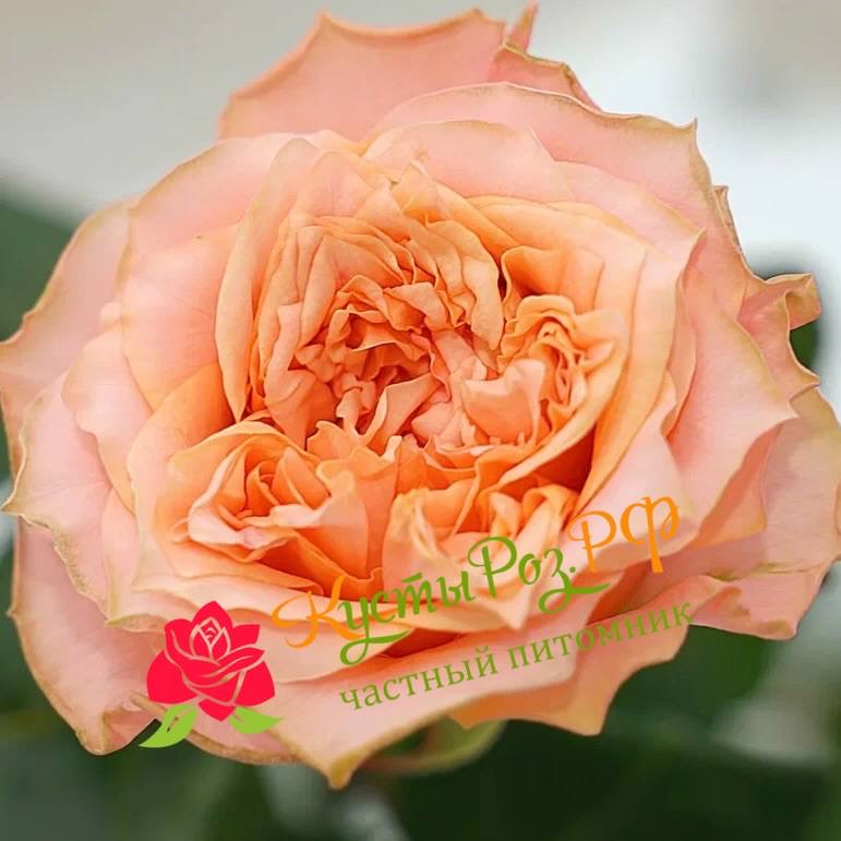 Кантри Романс (Country Romance) в Махачкале