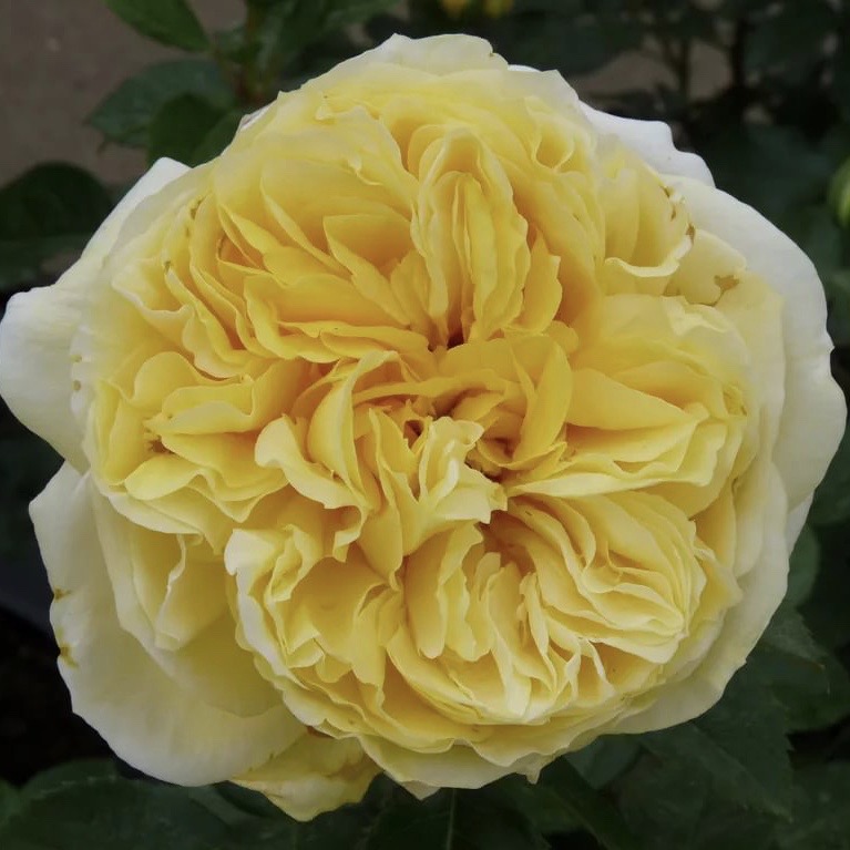 Тулуз Лотрек (Toulouse-Lautrec) в Махачкале